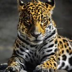 leopard wallpapers android application logo